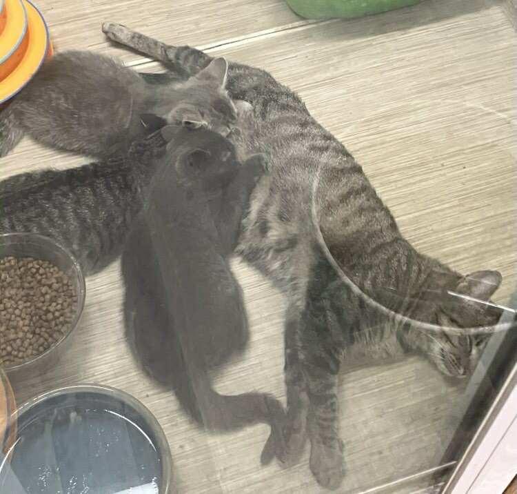 Enlarge Shrimp Ru Jones, an adopted mixed breed in Indianapolis, IN image 5/6