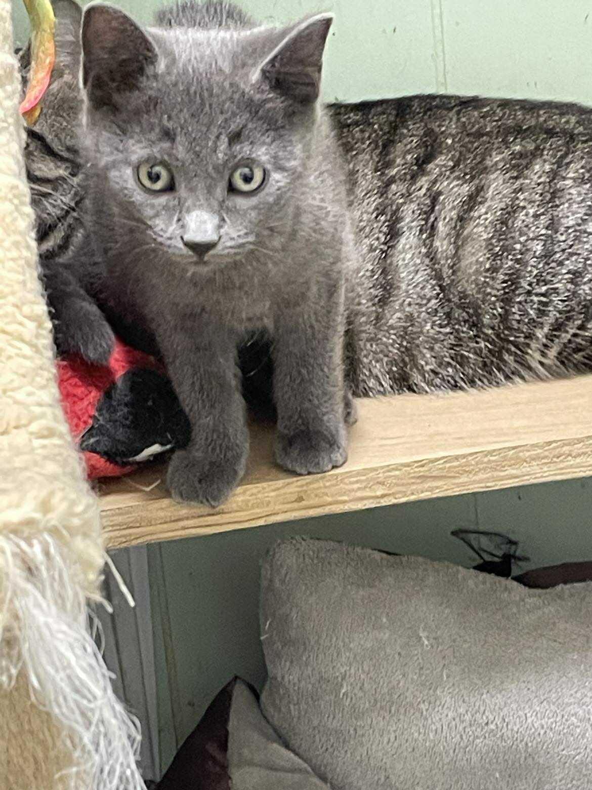 Enlarge Shrimp Ru Jones, an adopted mixed breed in Indianapolis, IN image 6/6