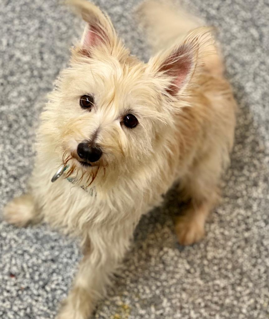 Rex, Adoptable, Adult Male Schnauzer & Mixed Breed.