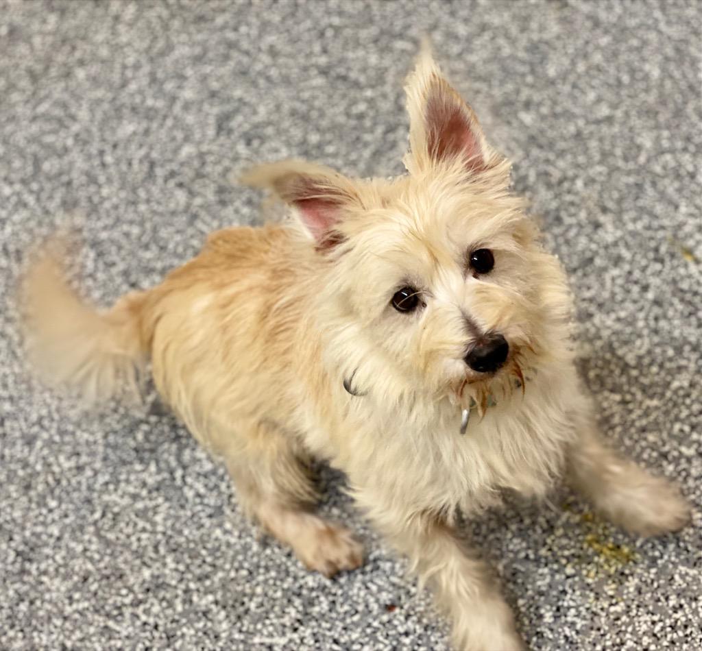 Enlarge Rex, a Adoptable mixed breed in Urbandale, IA image 2/3