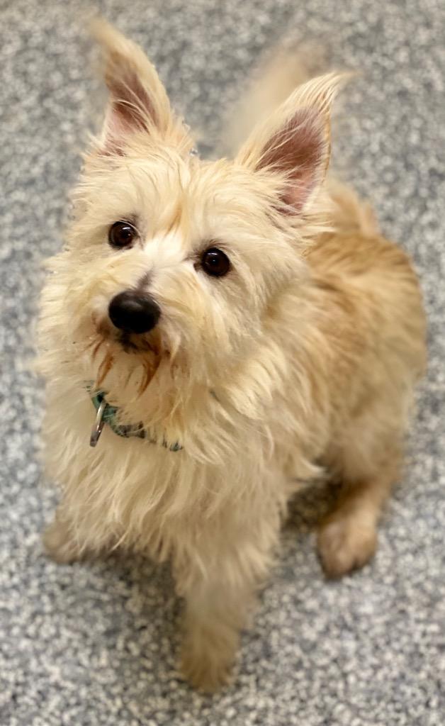 Enlarge Rex, a Adoptable mixed breed in Urbandale, IA image 3/3