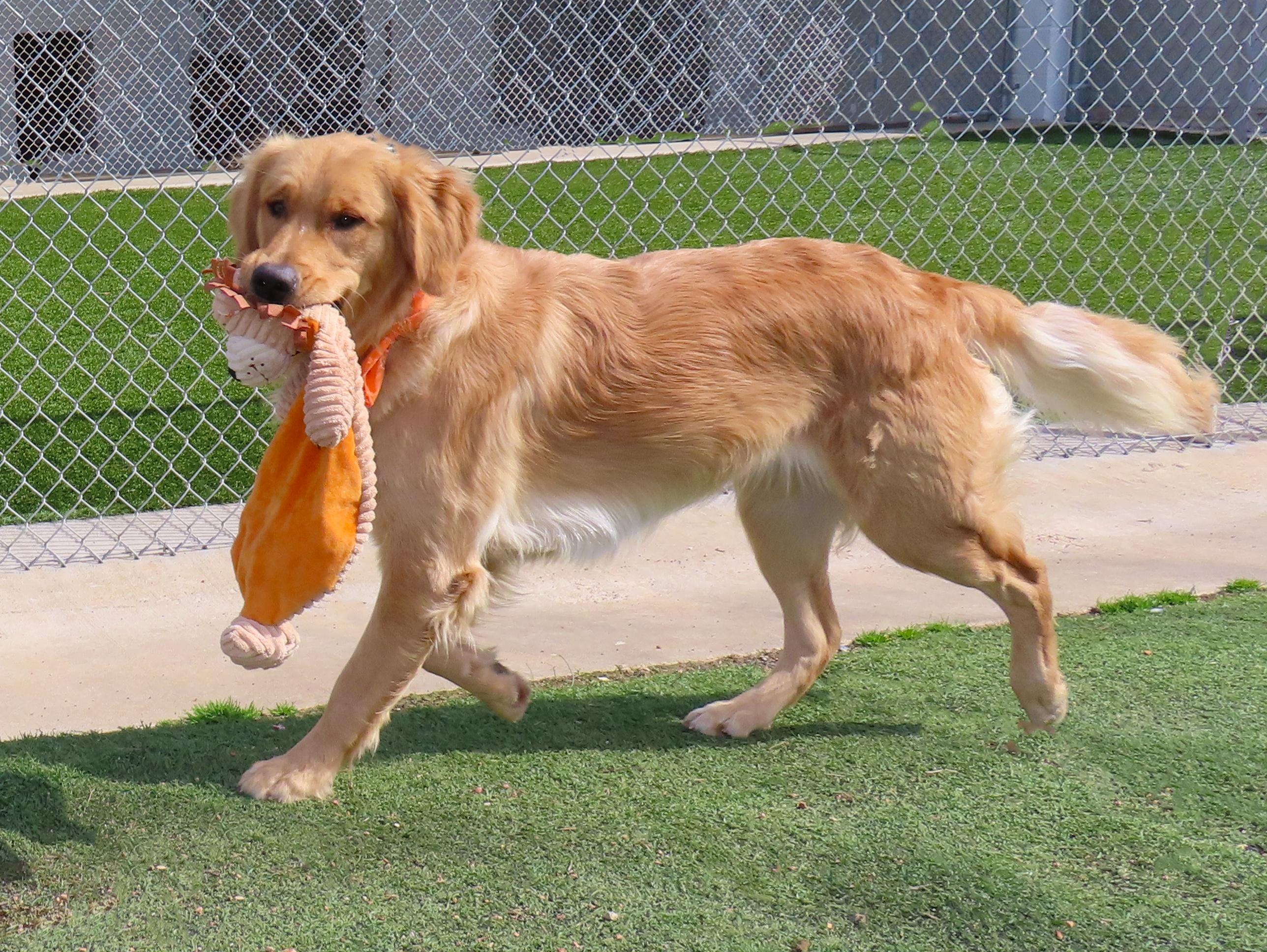 Enlarge Scout  26C-43, an adopted Golden Retriever in Rogers, AR image 3/5
