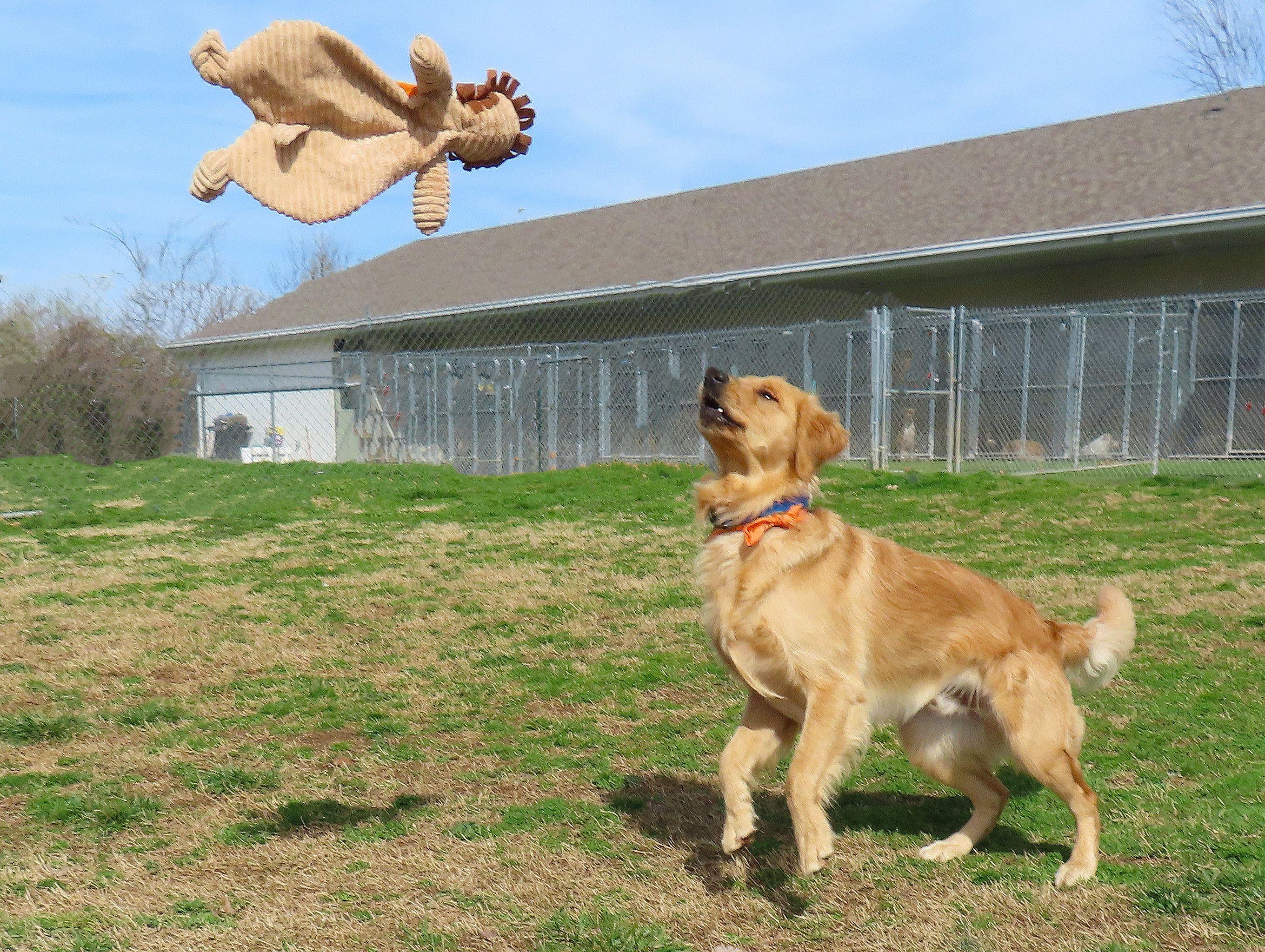 Enlarge Scout  26C-43, an adopted Golden Retriever in Rogers, AR image 2/5