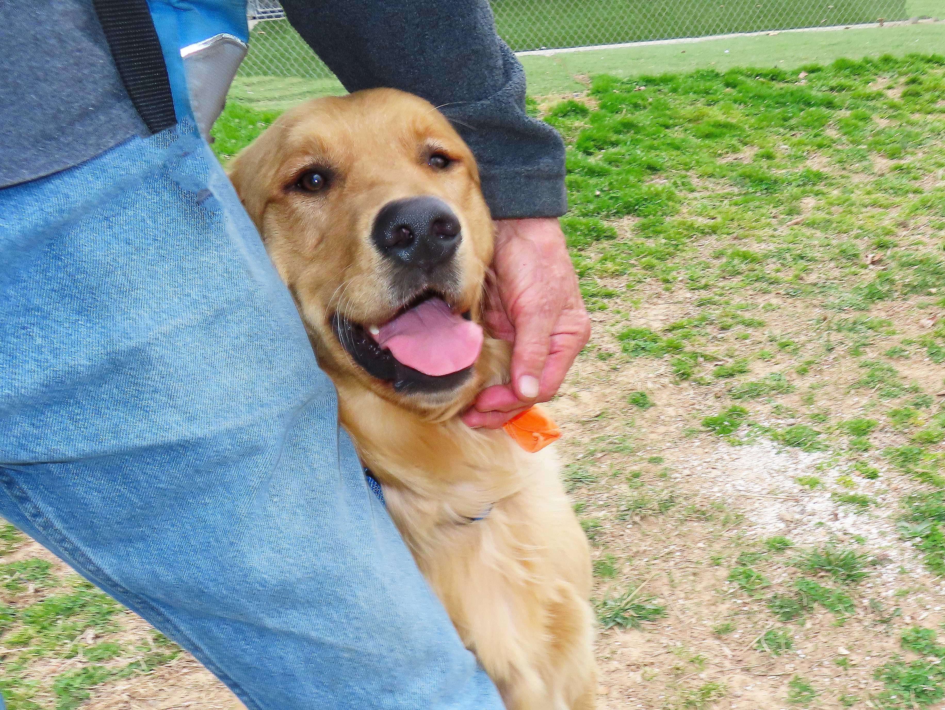 Enlarge Scout  26C-43, an adopted Golden Retriever in Rogers, AR image 4/5