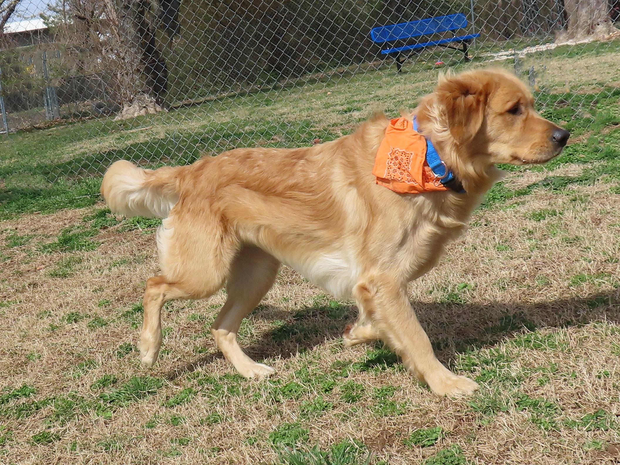 Enlarge Scout  26C-43, an adopted Golden Retriever in Rogers, AR image 5/5