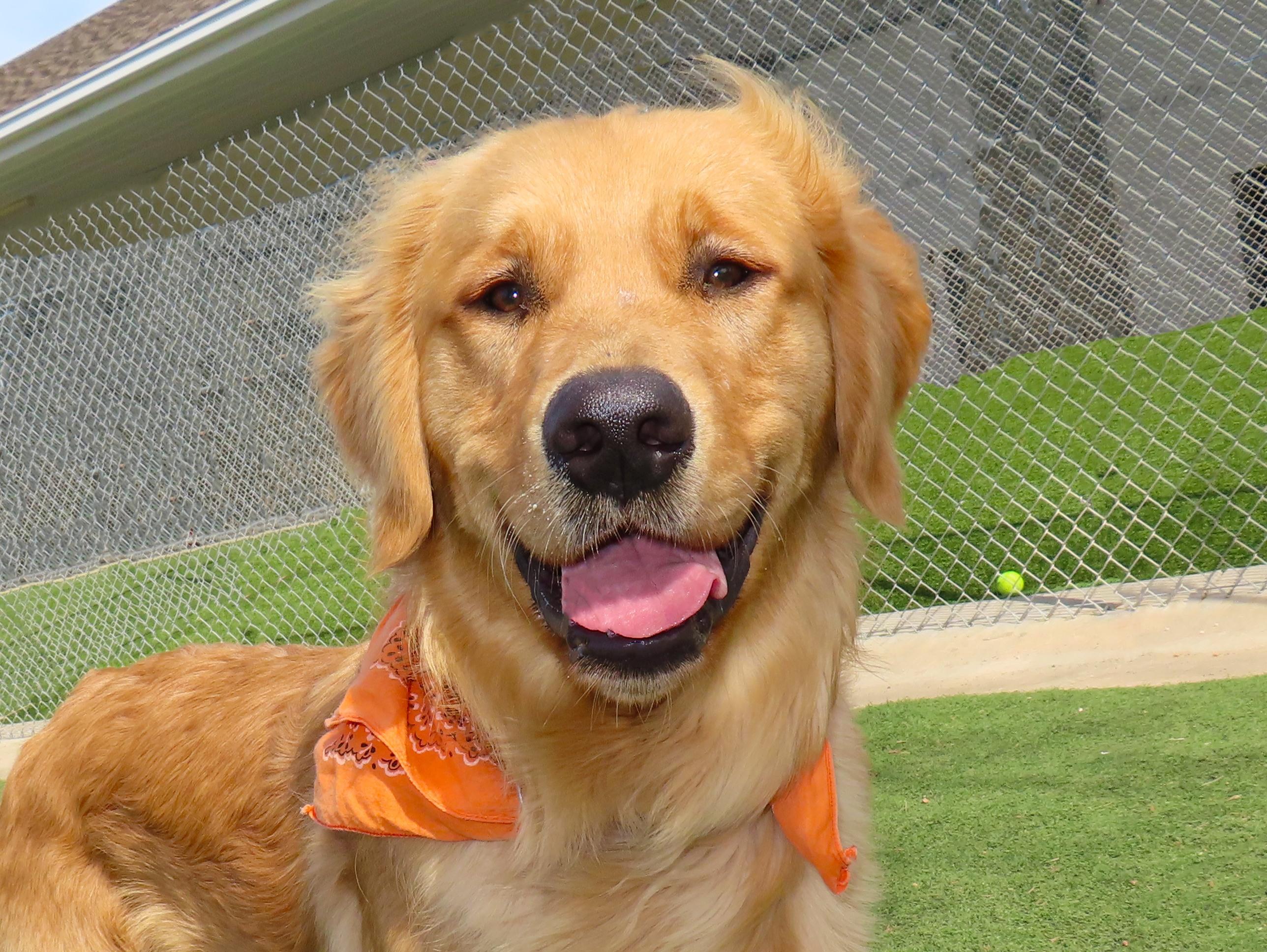 Enlarge Scout  26C-43, an adopted Golden Retriever in Rogers, AR image 1/5