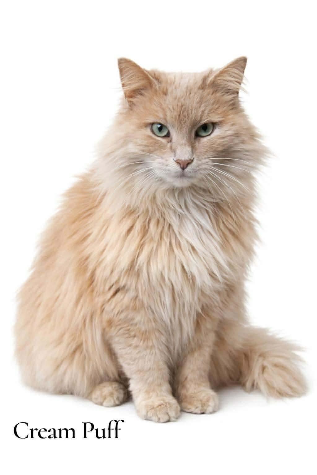 Cream Puff, ADOPTABLE, Adult Female Domestic Long Hair.