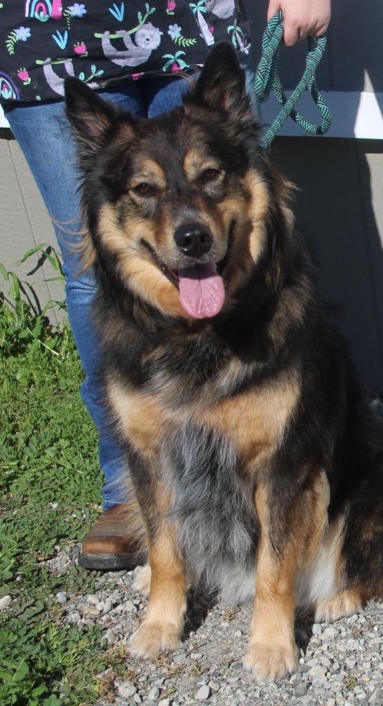 Milo, Adoptable, Adult Male Shepherd & Mixed Breed.