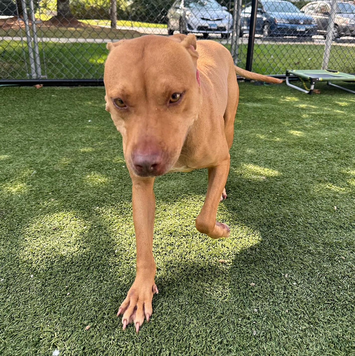Reba, a Adoptable mixed breed in Groton, CT image 2/3