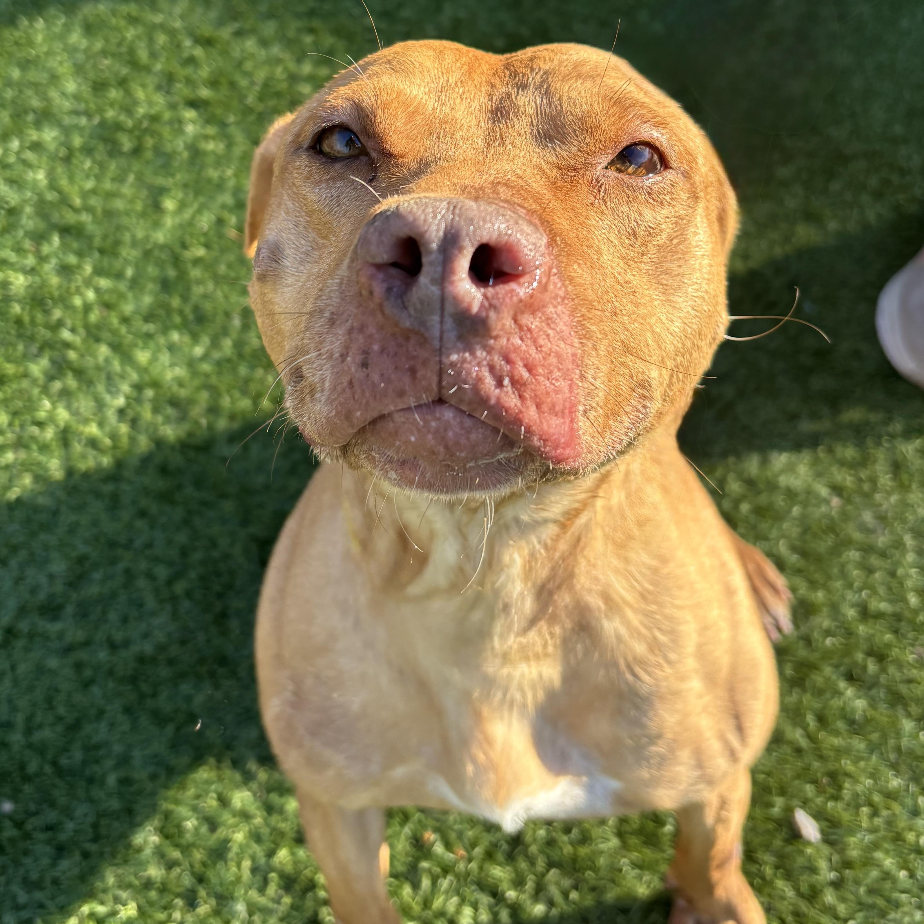 Enlarge Reba, a Adoptable mixed breed in Groton, CT image 1/6