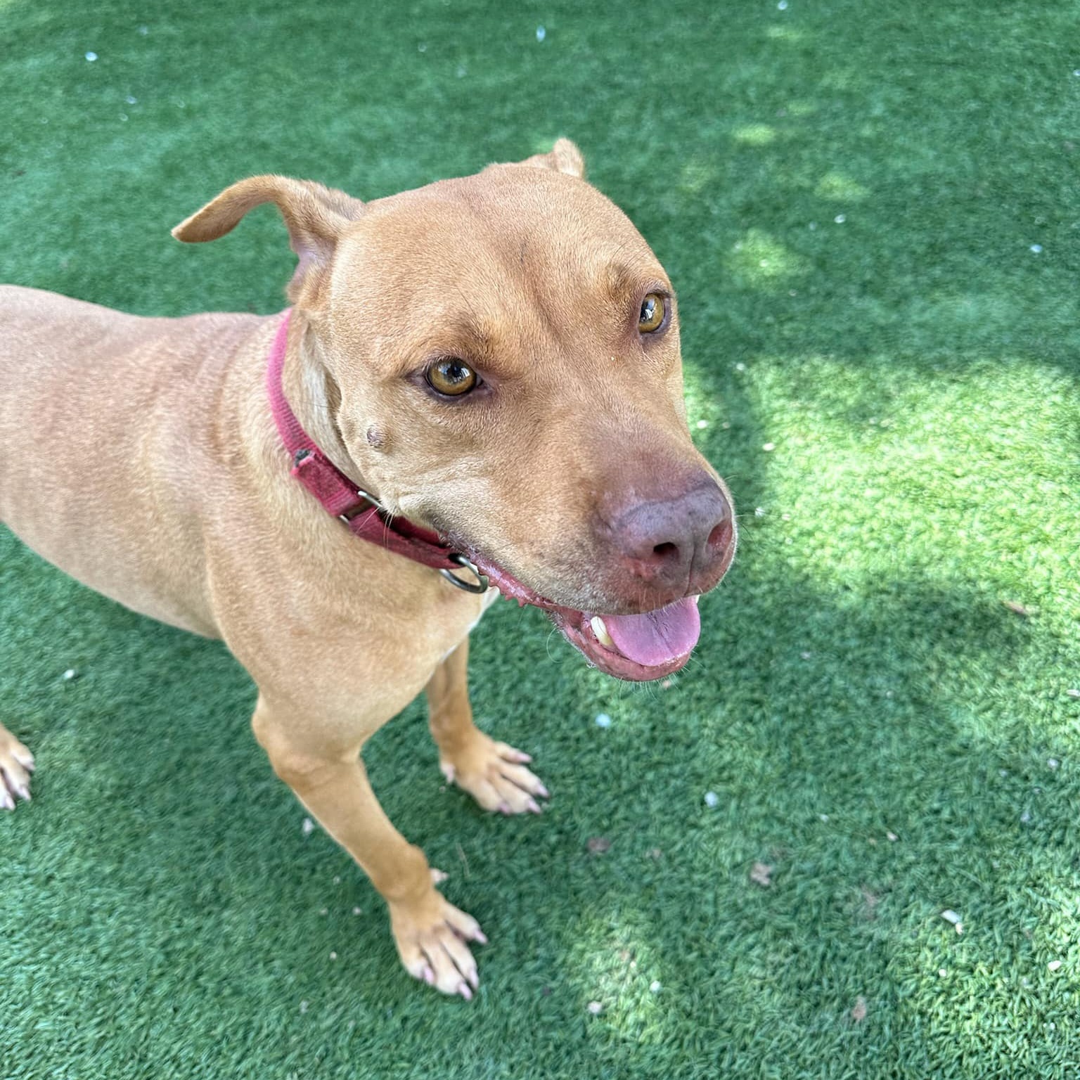 Reba, a Adoptable mixed breed in Groton, CT image 1/3