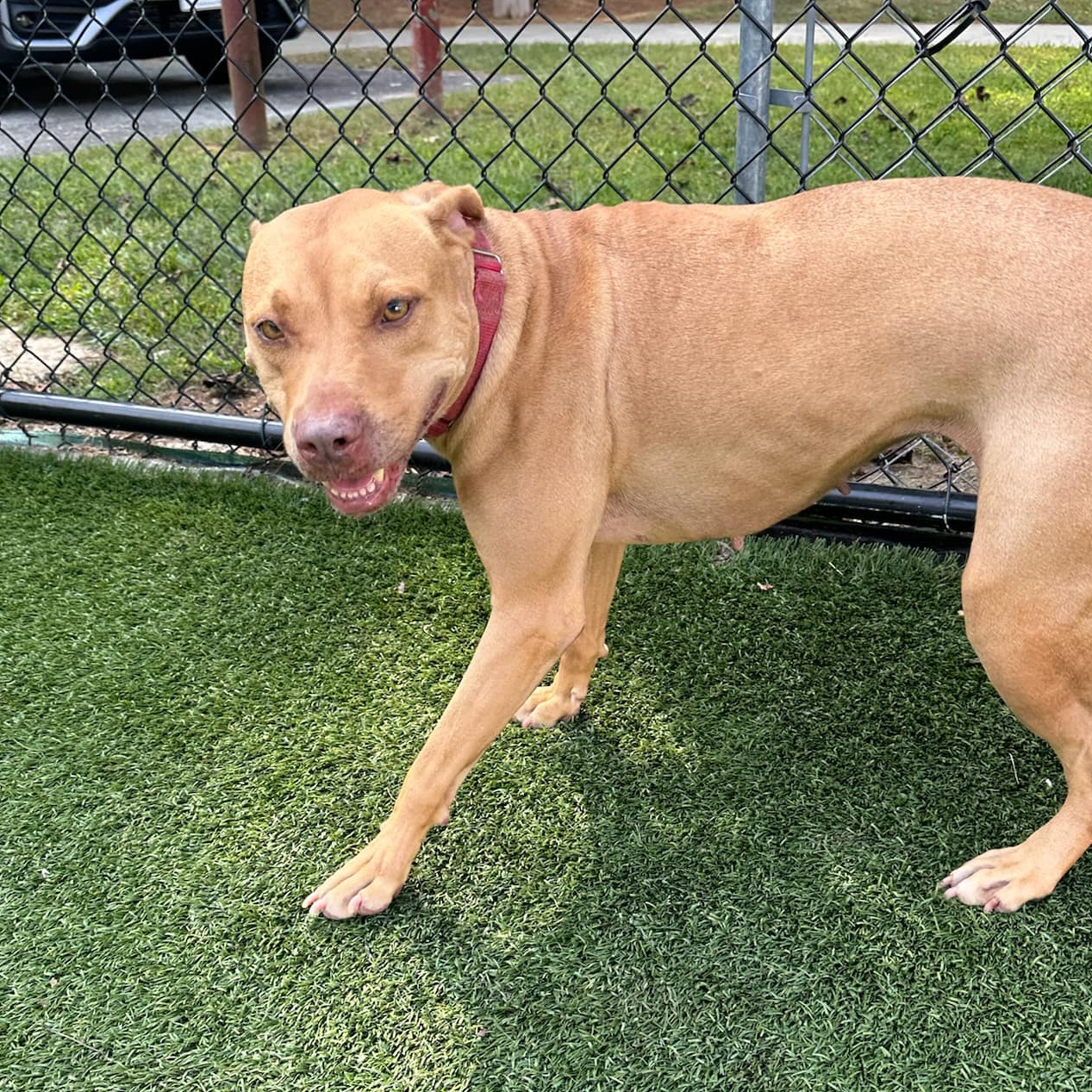 Reba, a Adoptable mixed breed in Groton, CT image 3/3