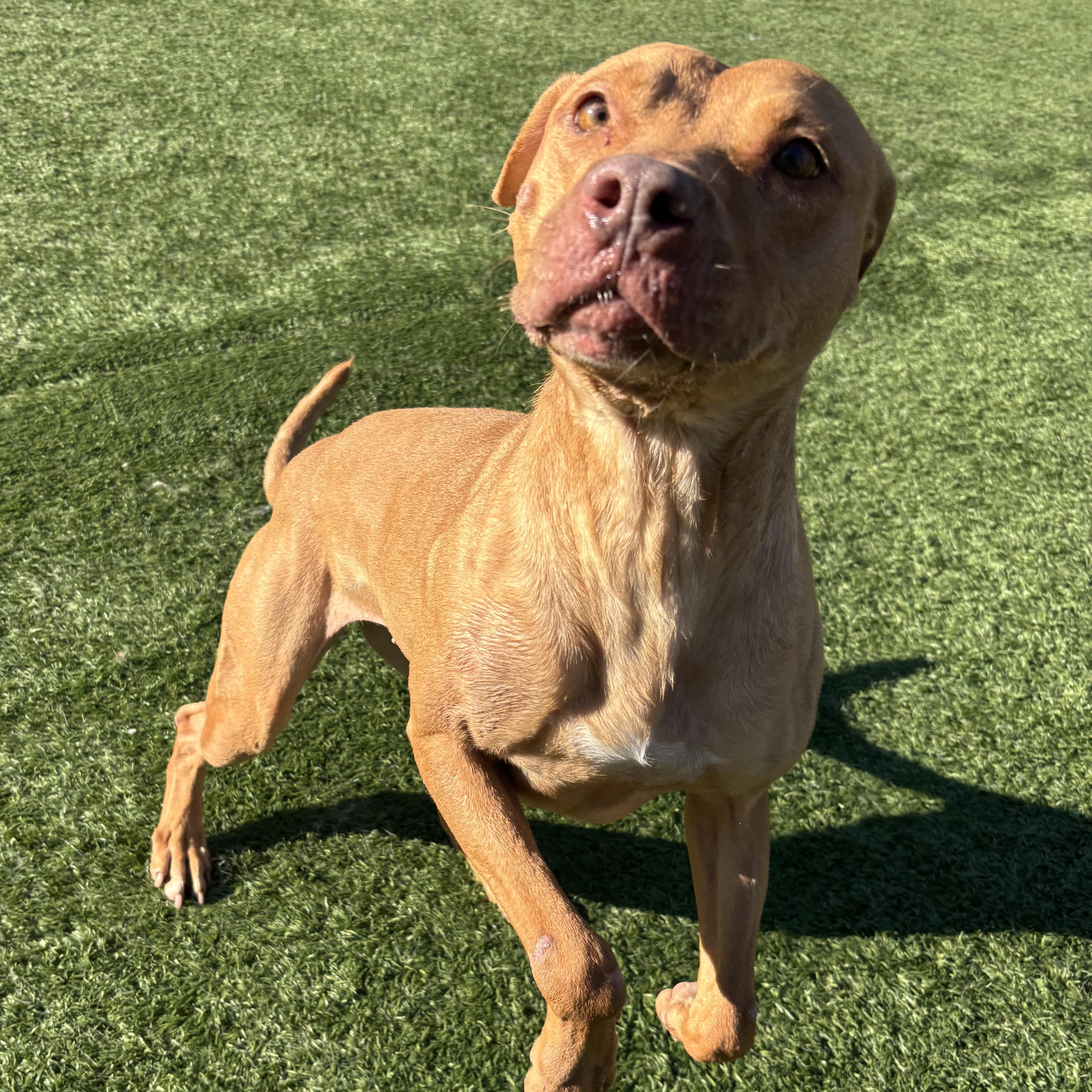 Enlarge Reba, a Adoptable mixed breed in Groton, CT image 2/6