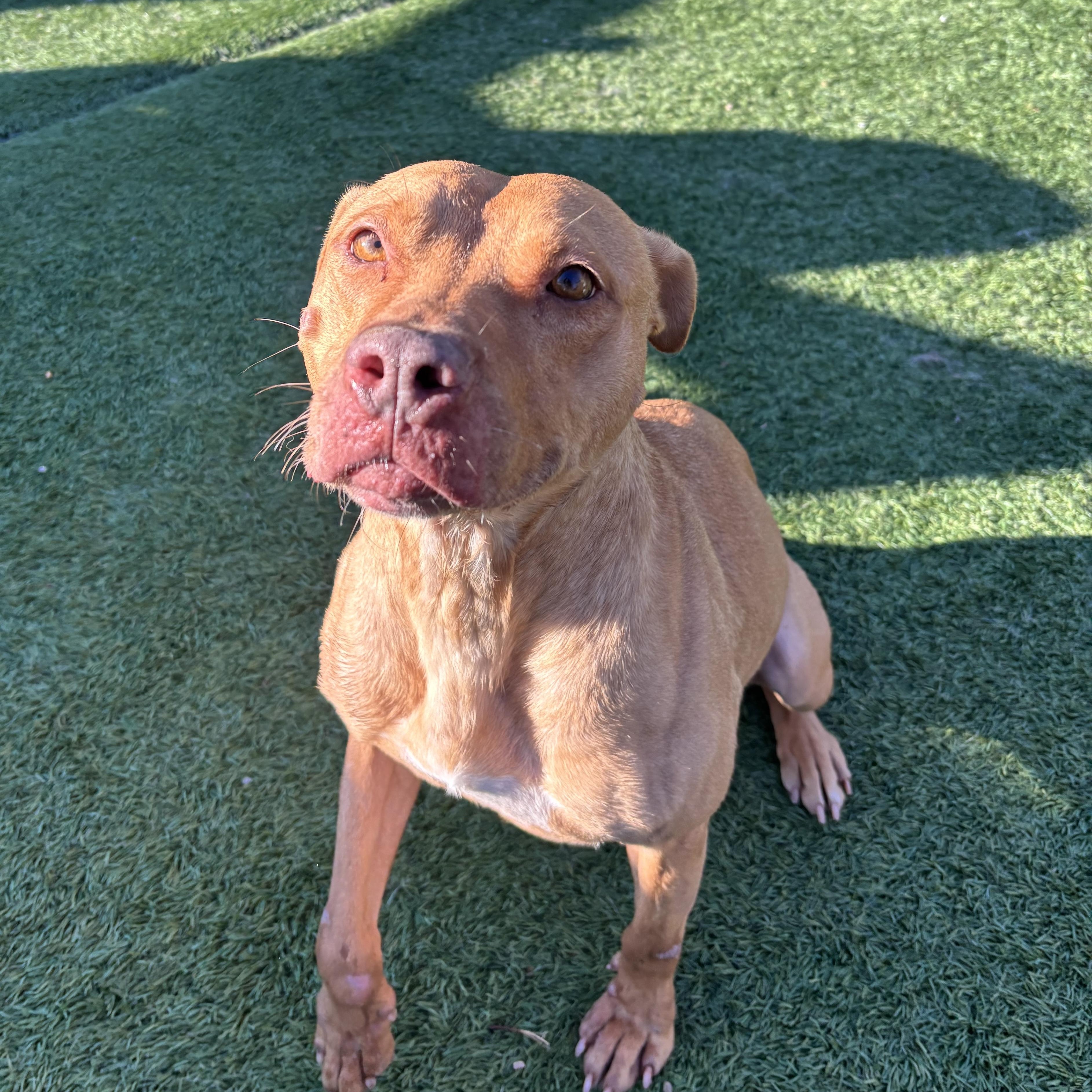 Enlarge Reba, a Adoptable mixed breed in Groton, CT image 6/6