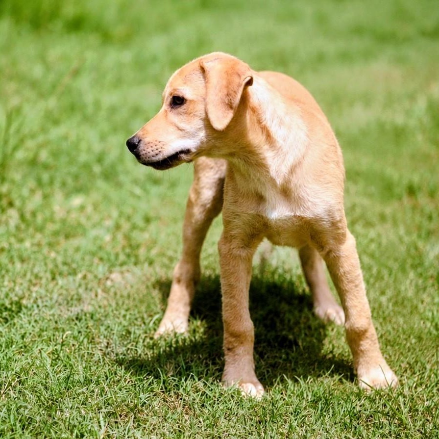 Enlarge Charlie, an adopted mixed breed in Willington, CT image 3/6