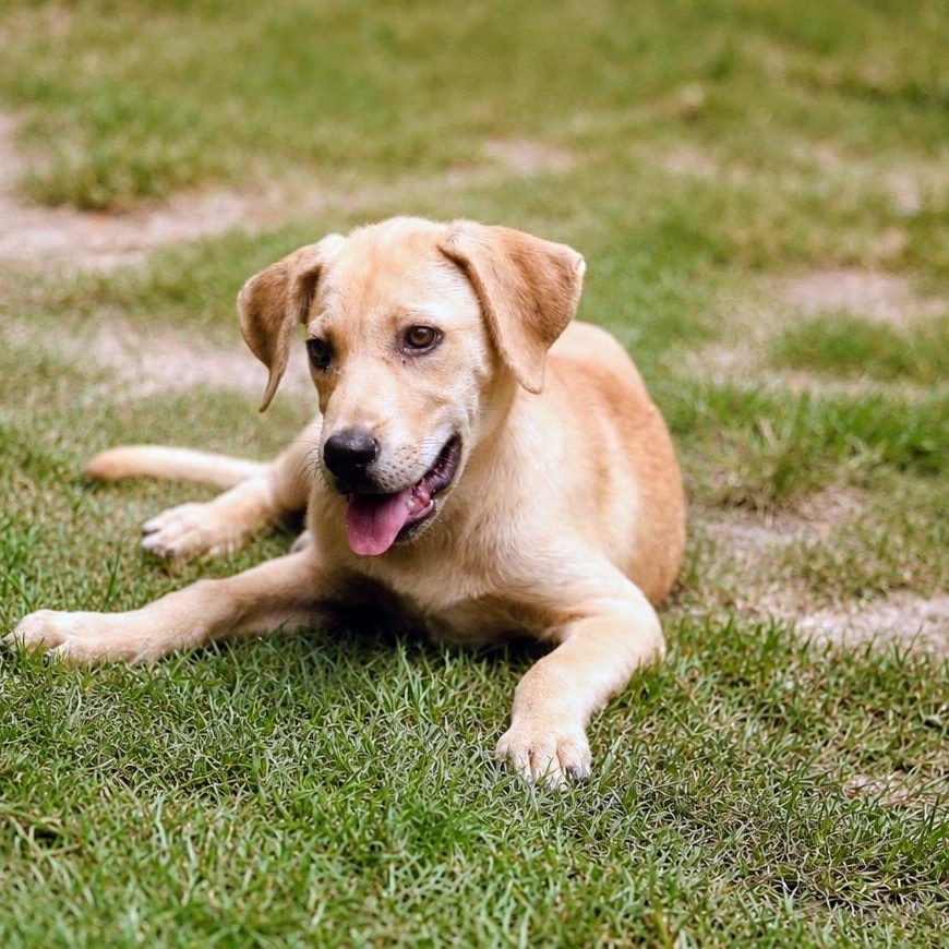 Charlie, adopted, Puppy Male Labrador Retriever.