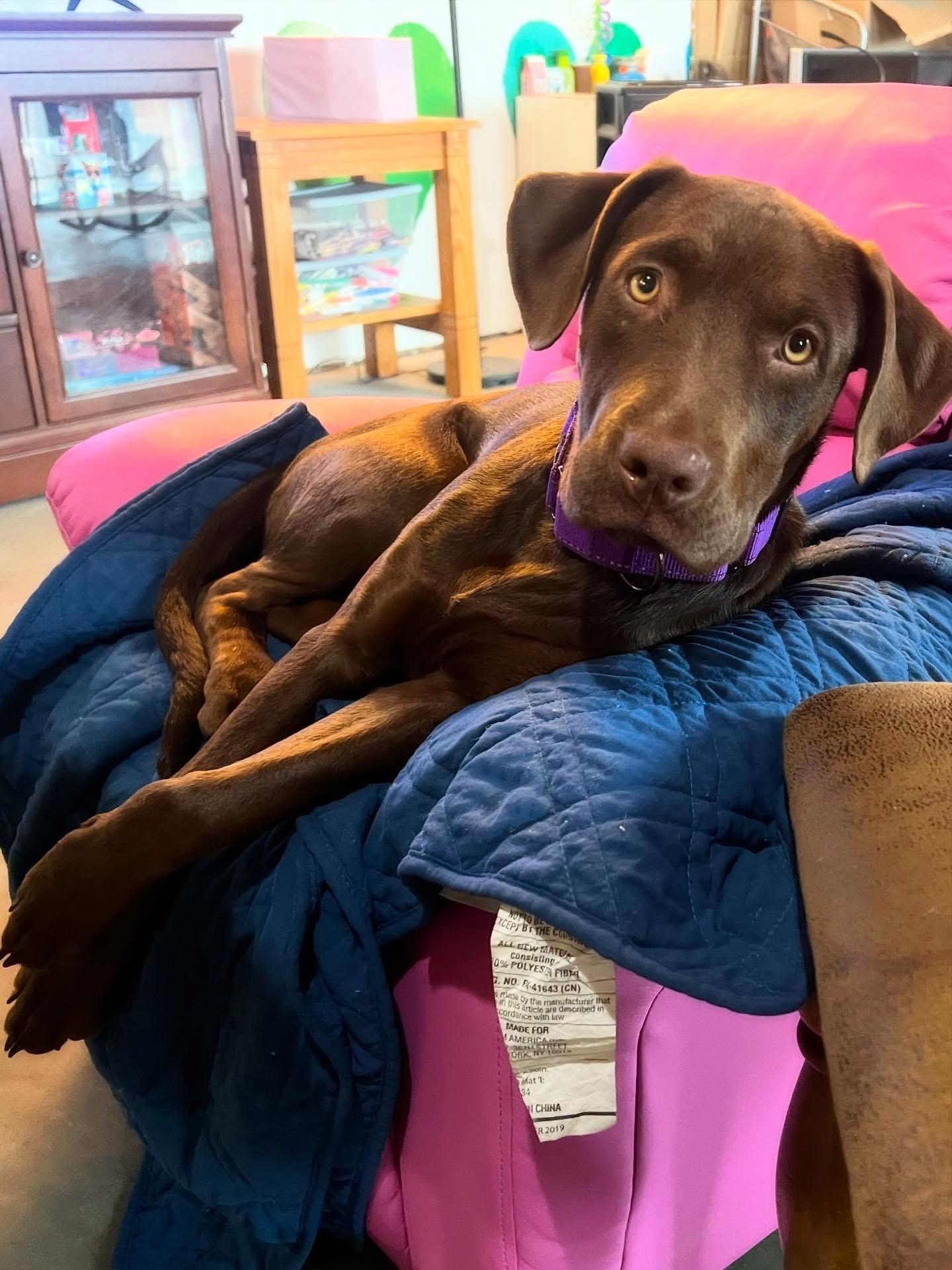 Autumn, an adoptable Chocolate Labrador Retriever, Mixed Breed in Carr, CO, 80612 | Photo Image 2