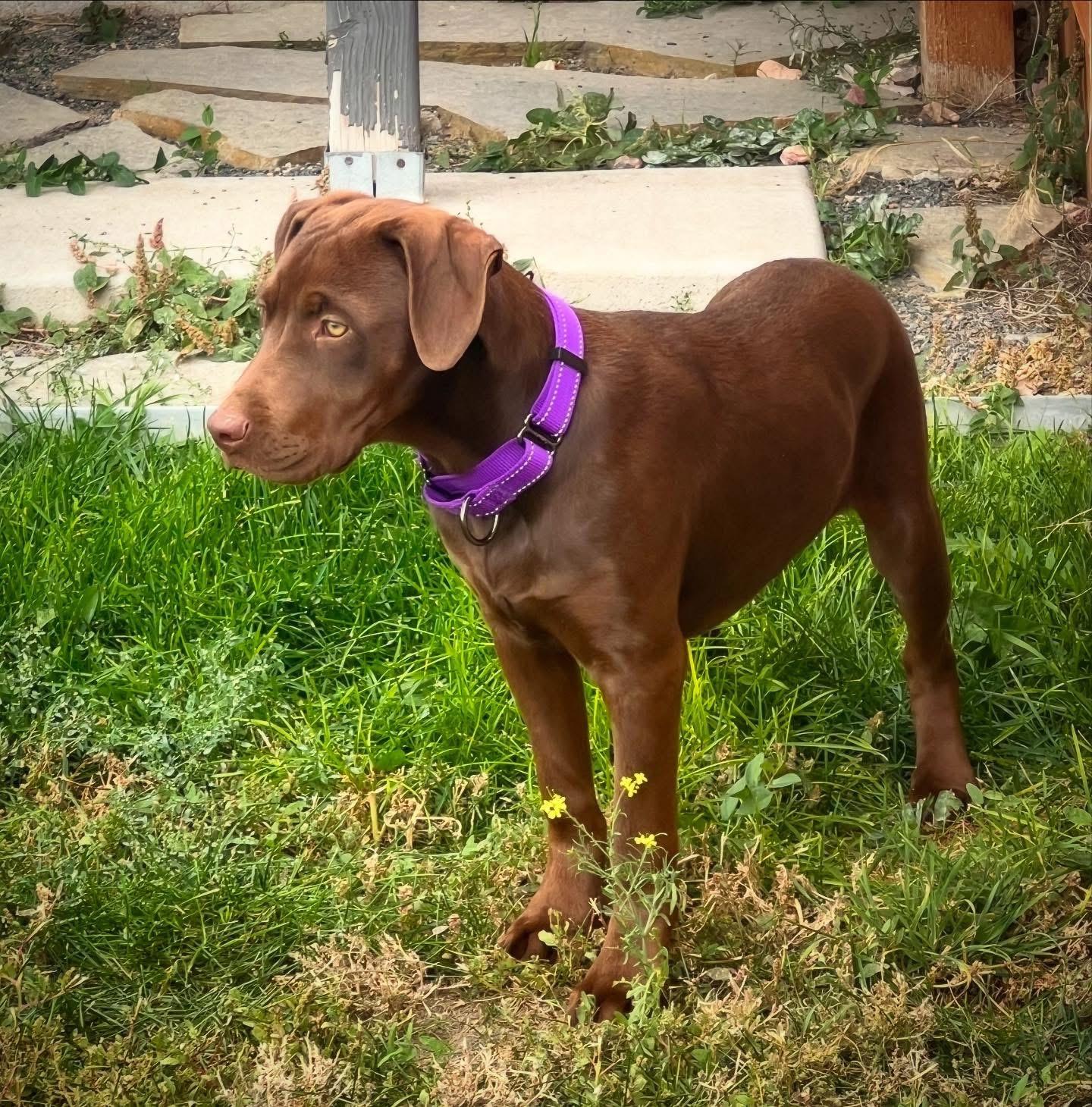 Autumn, an adoptable Chocolate Labrador Retriever, Mixed Breed in Carr, CO, 80612 | Photo Image 4