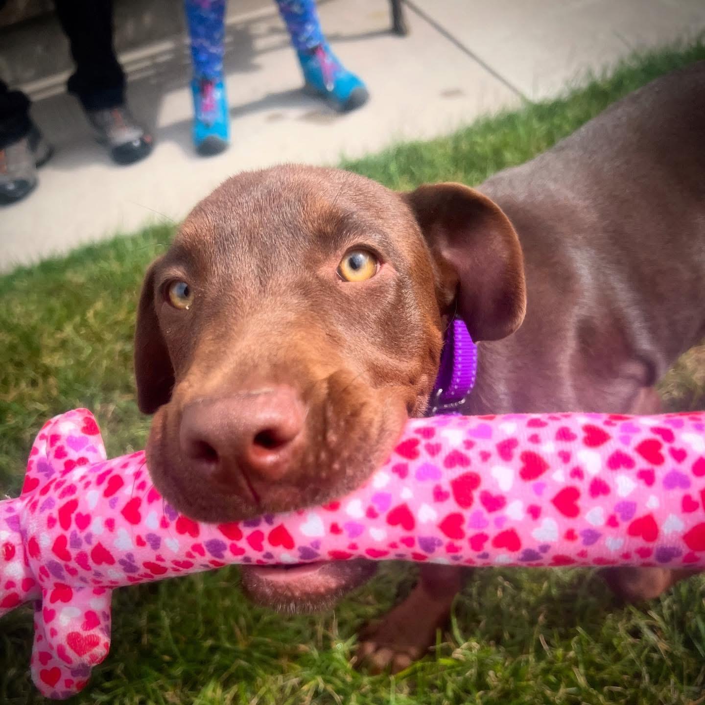 Autumn, an adoptable Chocolate Labrador Retriever, Mixed Breed in Carr, CO, 80612 | Photo Image 3