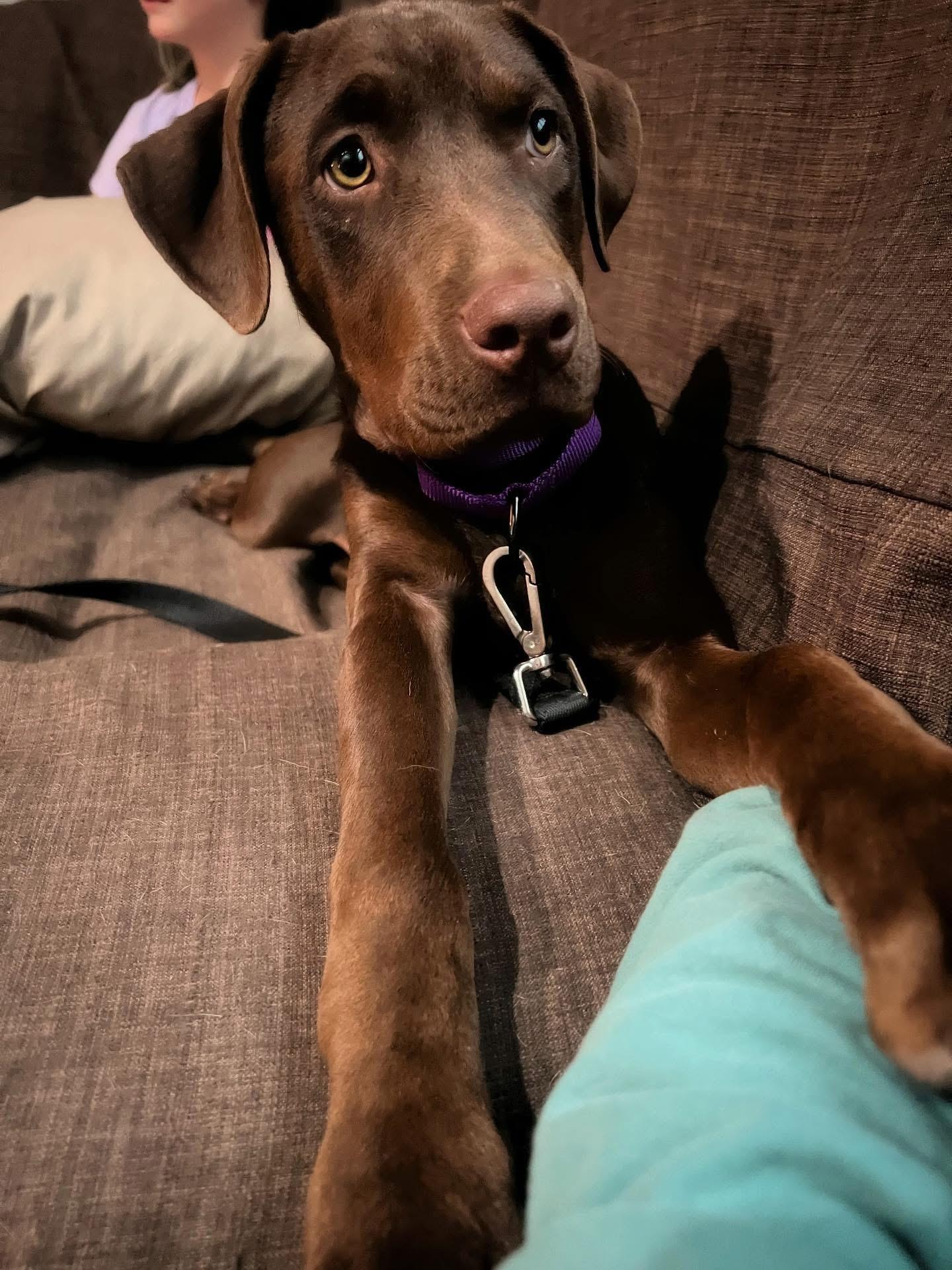 Autumn, an adoptable Chocolate Labrador Retriever, Mixed Breed in Carr, CO, 80612 | Photo Image 5