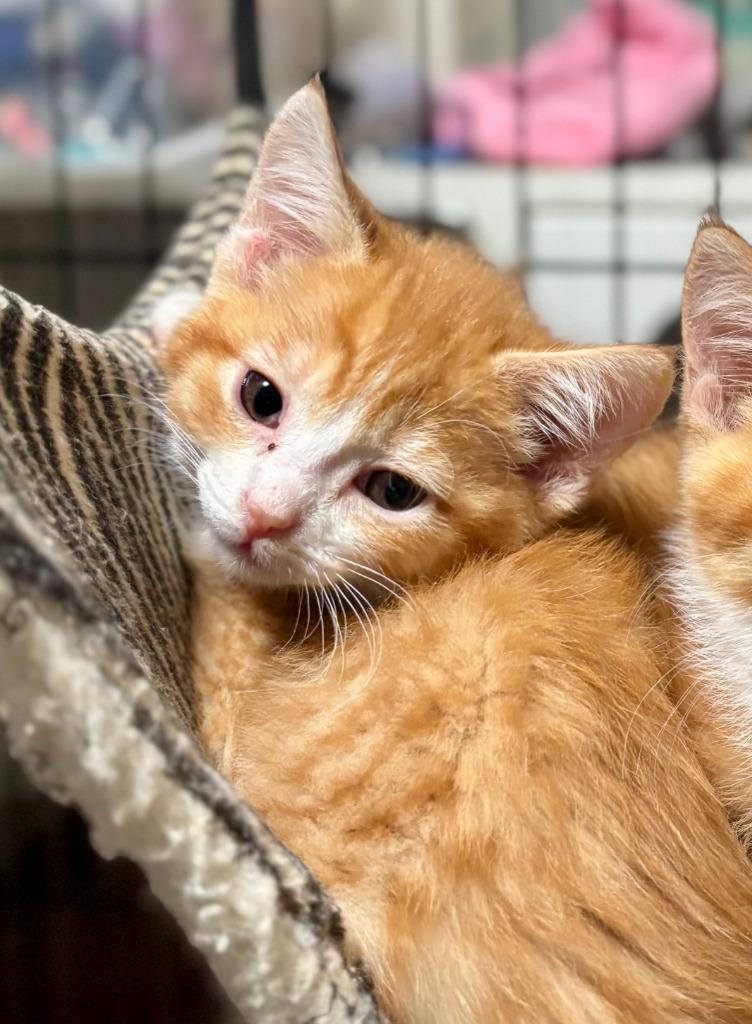 Orion, Adoptable, Kitten Male Domestic Short Hair.