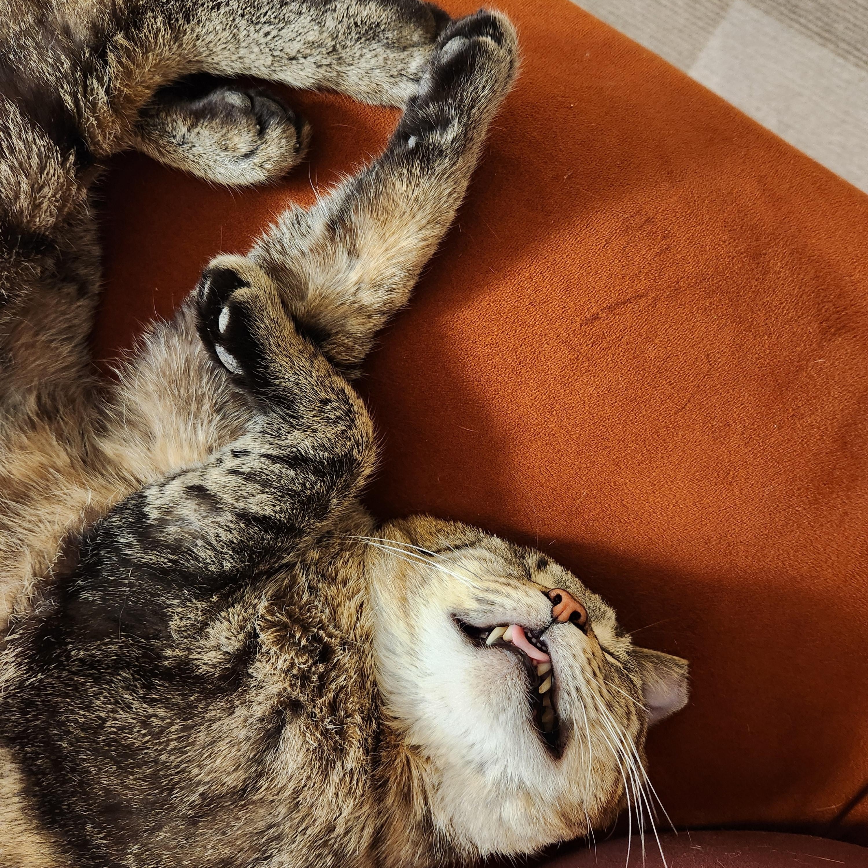 Enlarge Jimmy Neutron, a ADOPTABLE Domestic Short Hair in Toronto, ON image 3/5