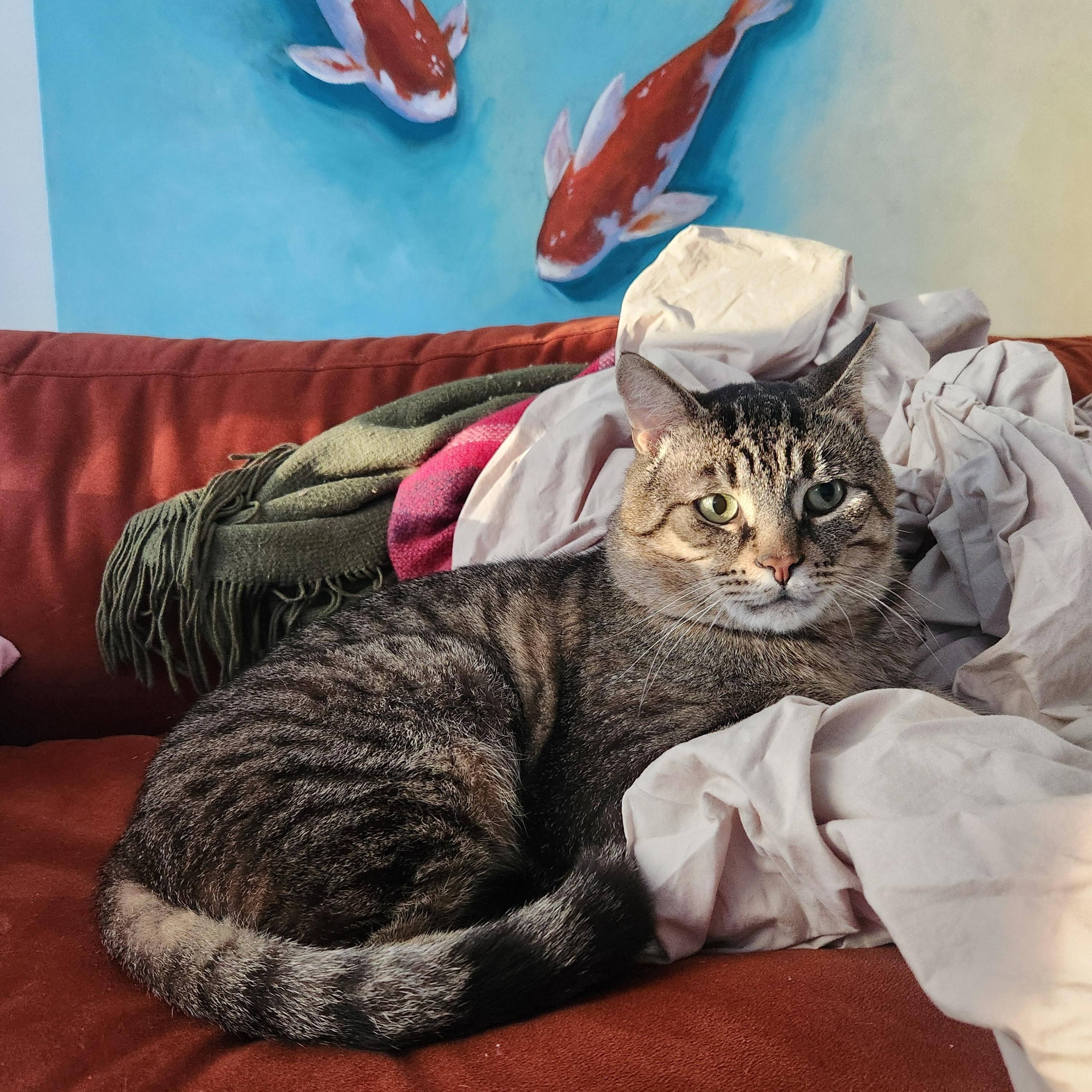 Enlarge Jimmy Neutron, a ADOPTABLE Domestic Short Hair in Toronto, ON image 5/5