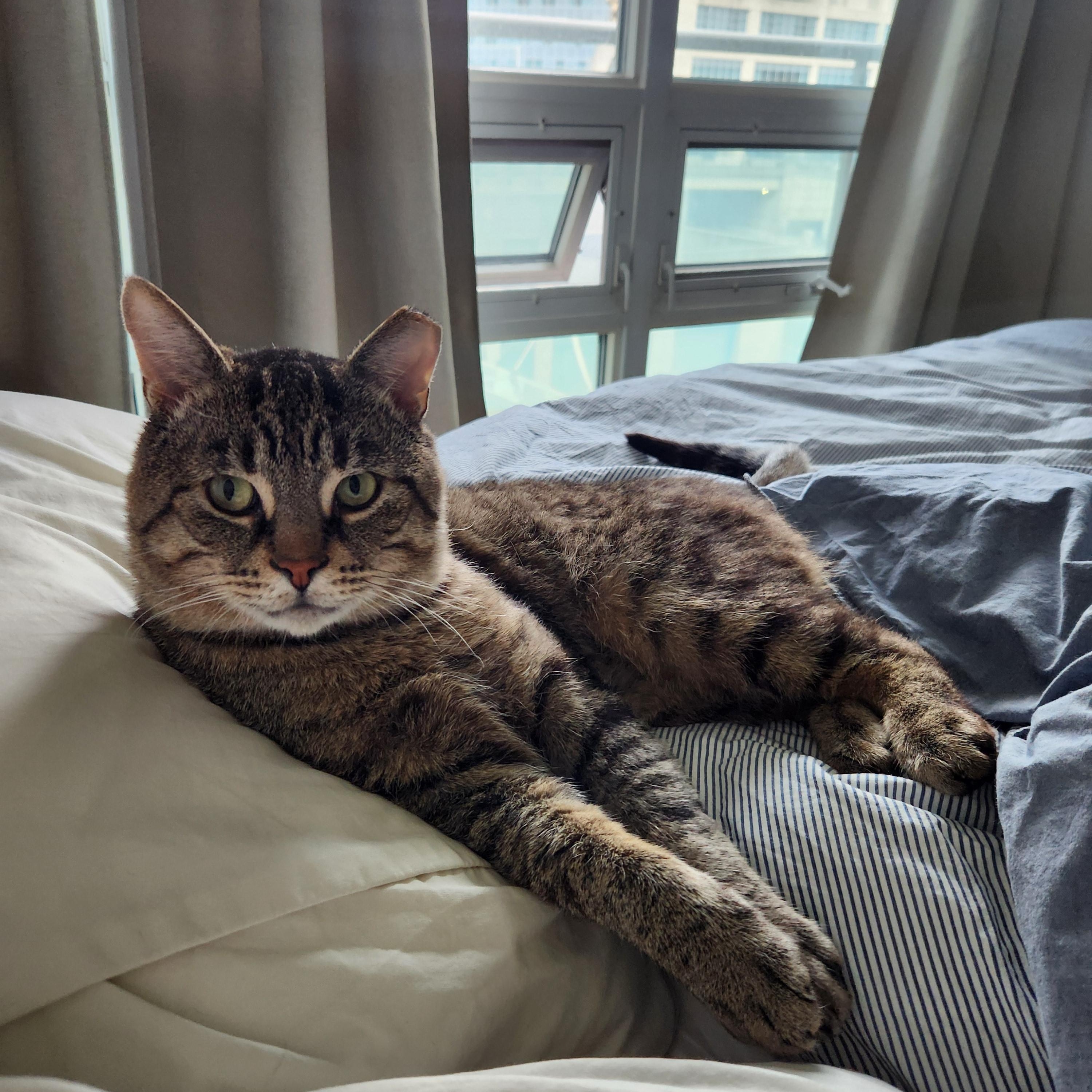 Enlarge Jimmy Neutron, a ADOPTABLE Domestic Short Hair in Toronto, ON image 2/5