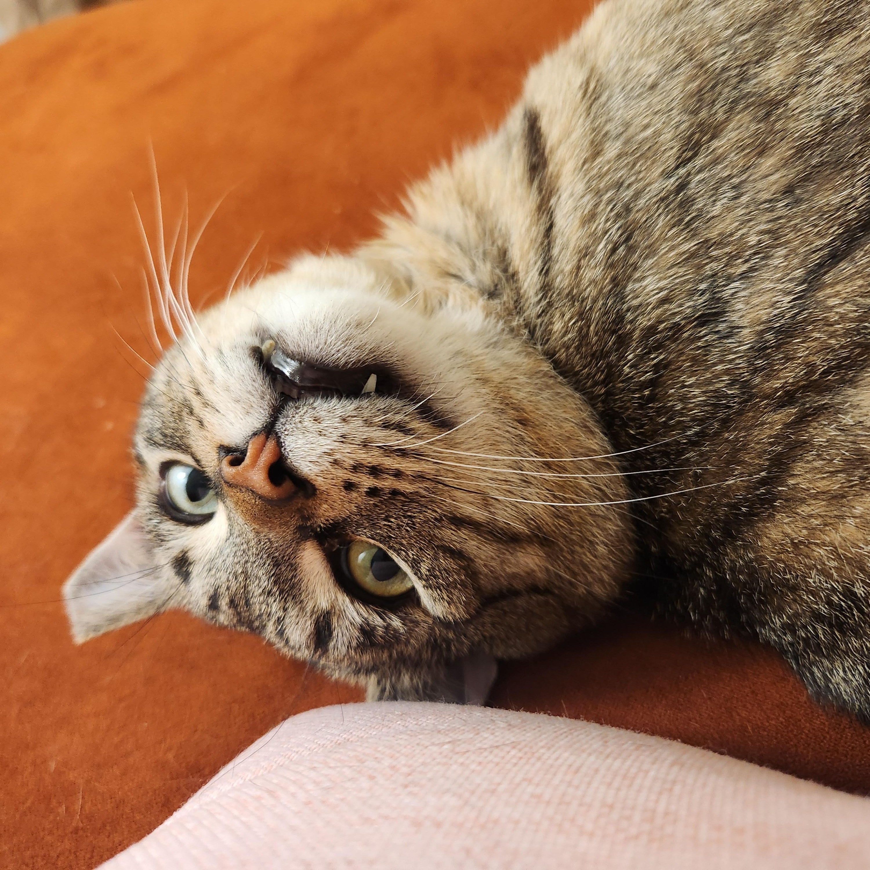Enlarge Jimmy Neutron, a ADOPTABLE Domestic Short Hair in Toronto, ON image 4/5