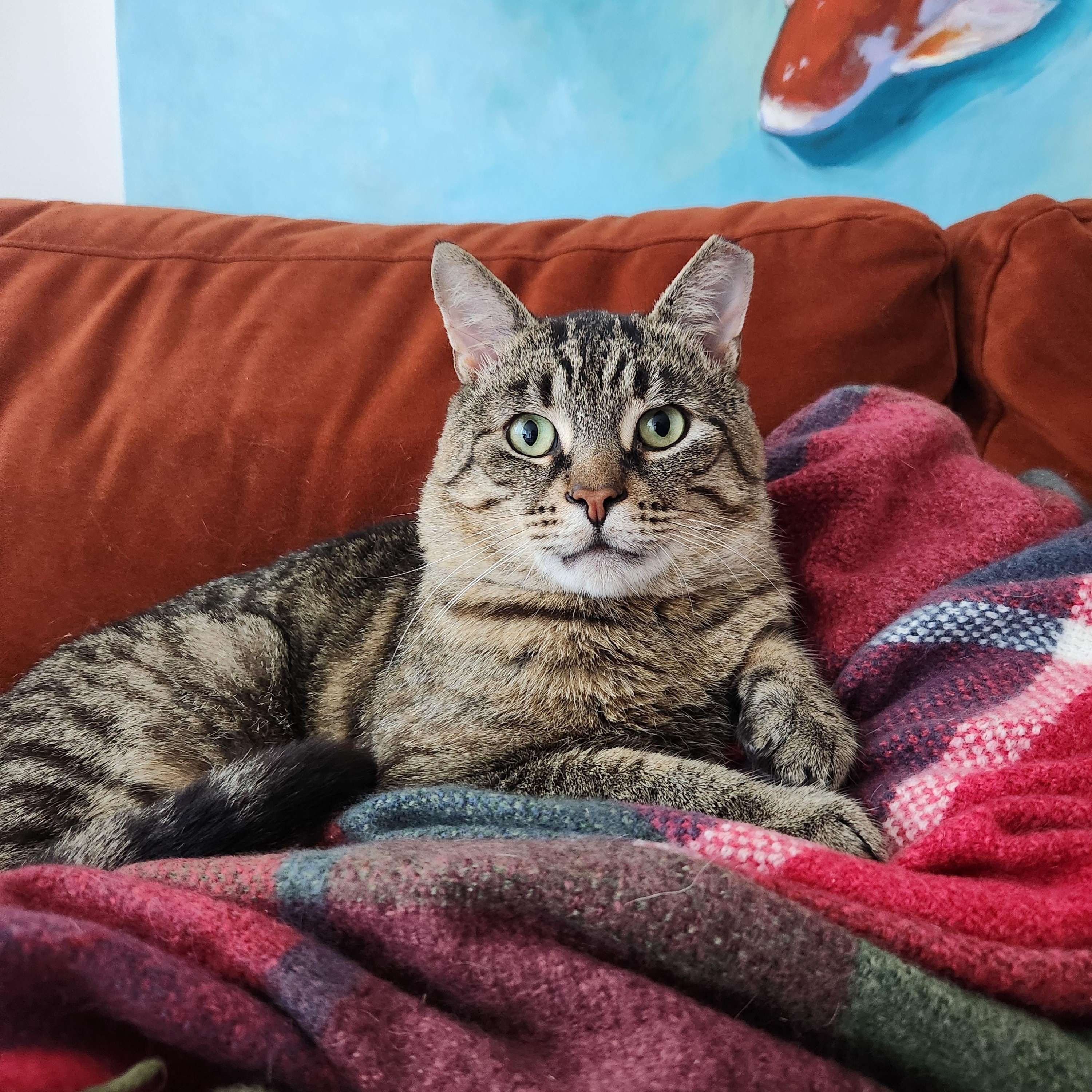 Jimmy Neutron, ADOPTABLE, Adult Male Domestic Short Hair.