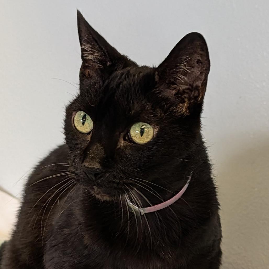 Granola, Adoptable, Adult Female Domestic Short Hair.