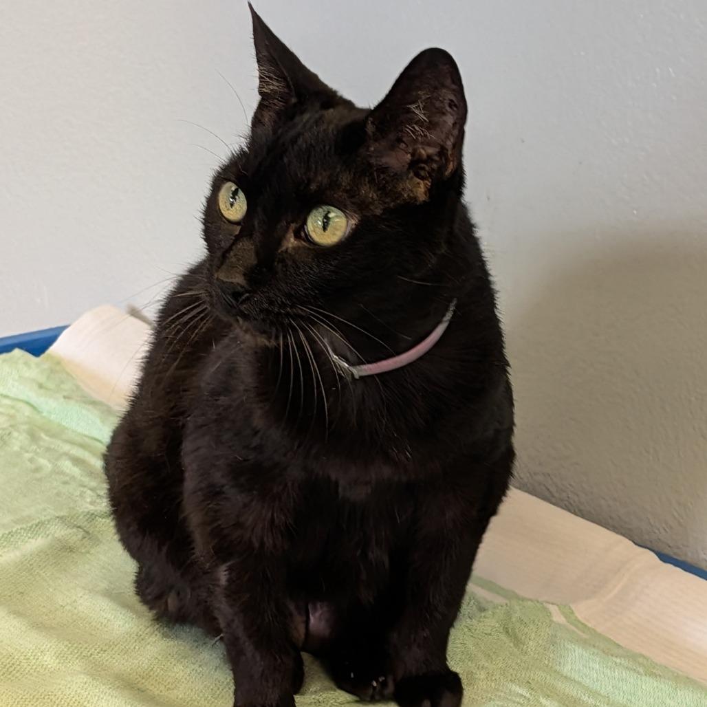 Enlarge Granola, a Adoptable Domestic Short Hair in Hawthorne, CA image 2/2