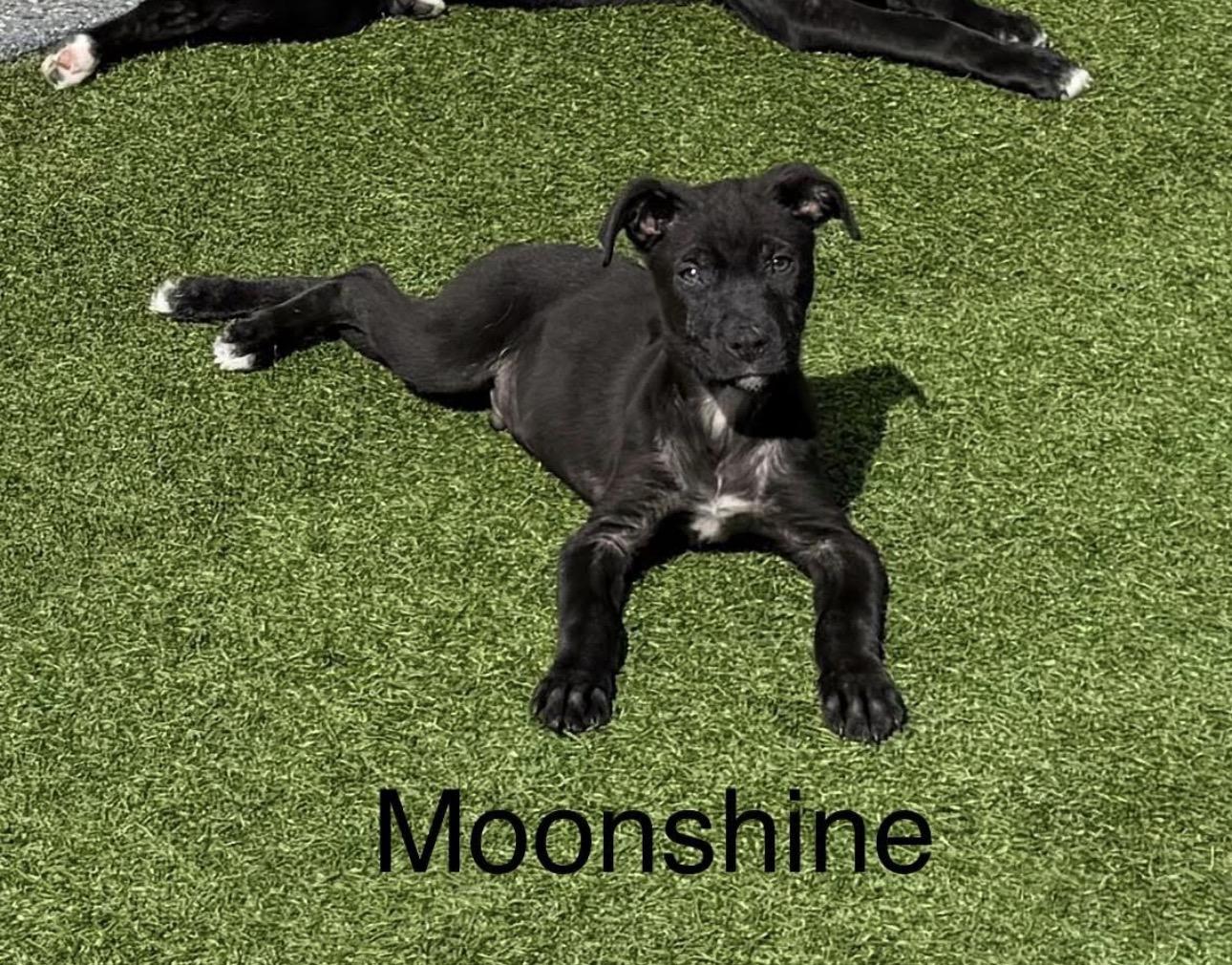 Enlarge Flash & Moonshine, a ADOPTABLE mixed breed in Kutztown, PA image 2/2