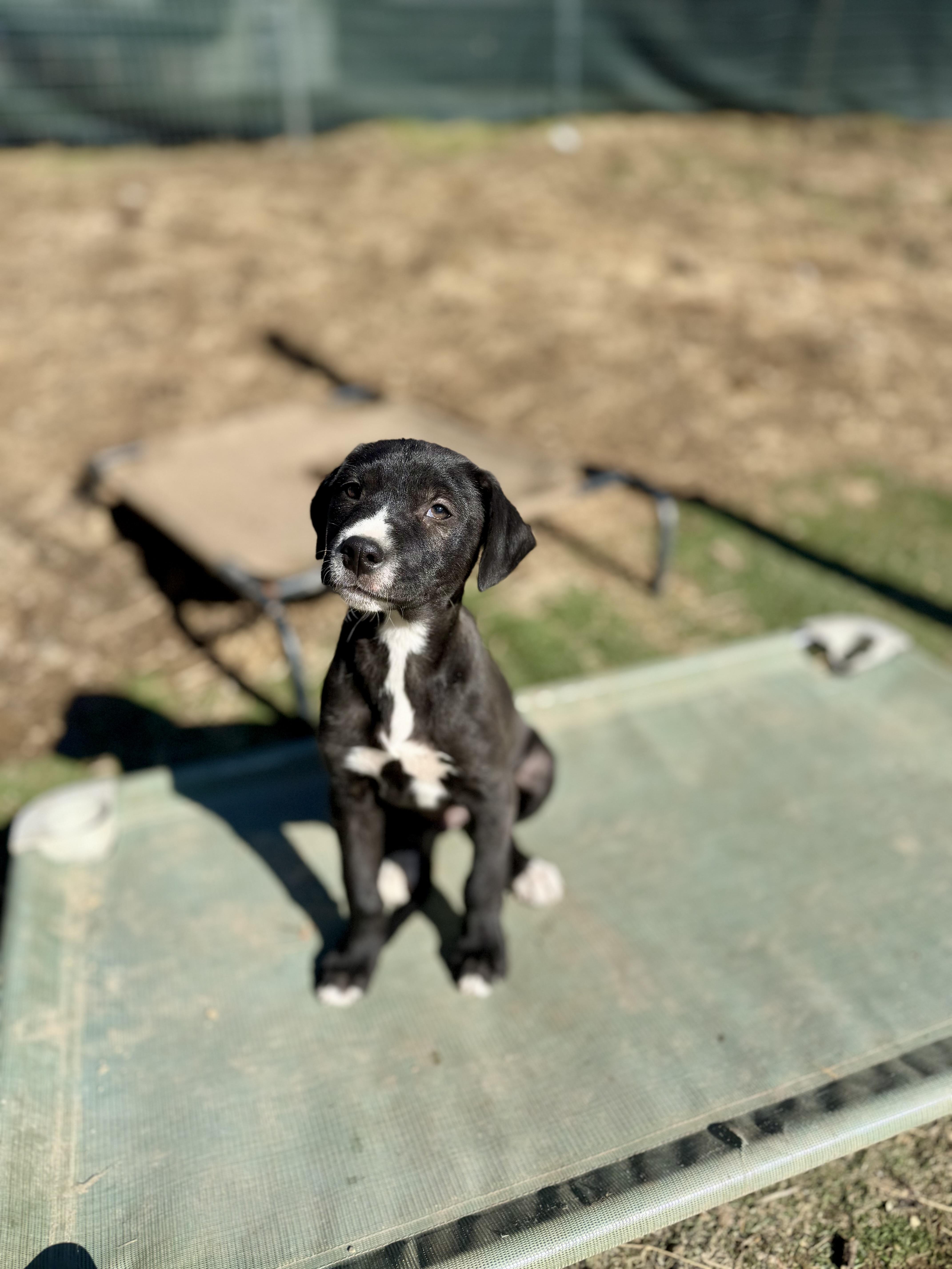 Enlarge Flash & Moonshine, a ADOPTABLE mixed breed in Kutztown, PA image 1/2