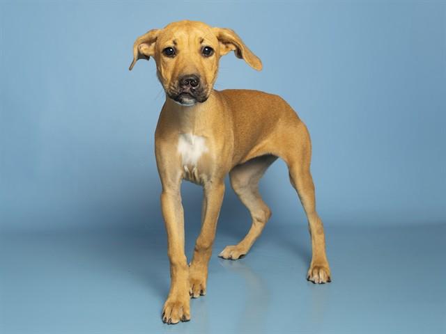 Enlarge ROSIE, a Adoptable mixed breed in Phoenix, AZ image 1/1