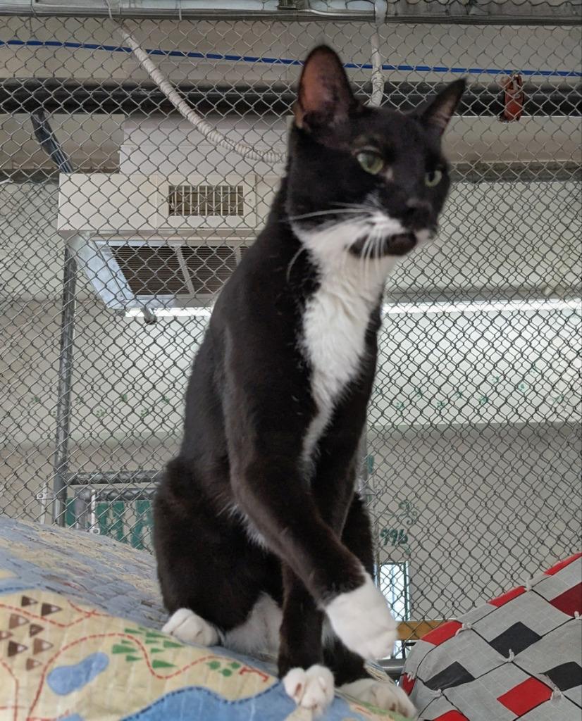 Enlarge Jasper aka Boo, a Adoptable mixed breed in Peoria, AZ image 1/3