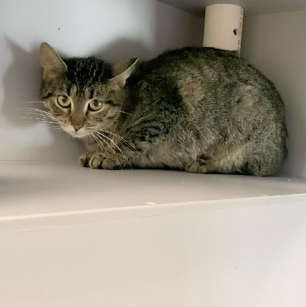 Bobbi, ADOPTABLE, Adult Female Domestic Short Hair & American Bobtail.