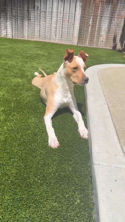 Enlarge NOAH, a ADOPTABLE mixed breed in Rowland Heights, CA video 4/4