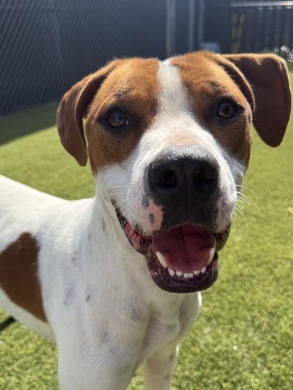 Zeus 2, Adoptable, Adult Male Mixed Breed & Mixed Breed.