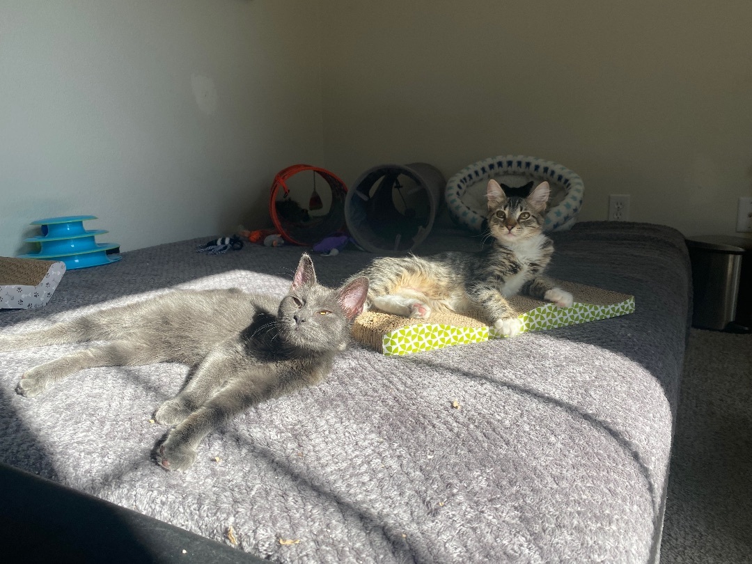 Barnacle “Barni”, Adopted, Kitten Female Russian Blue & American Shorthair.