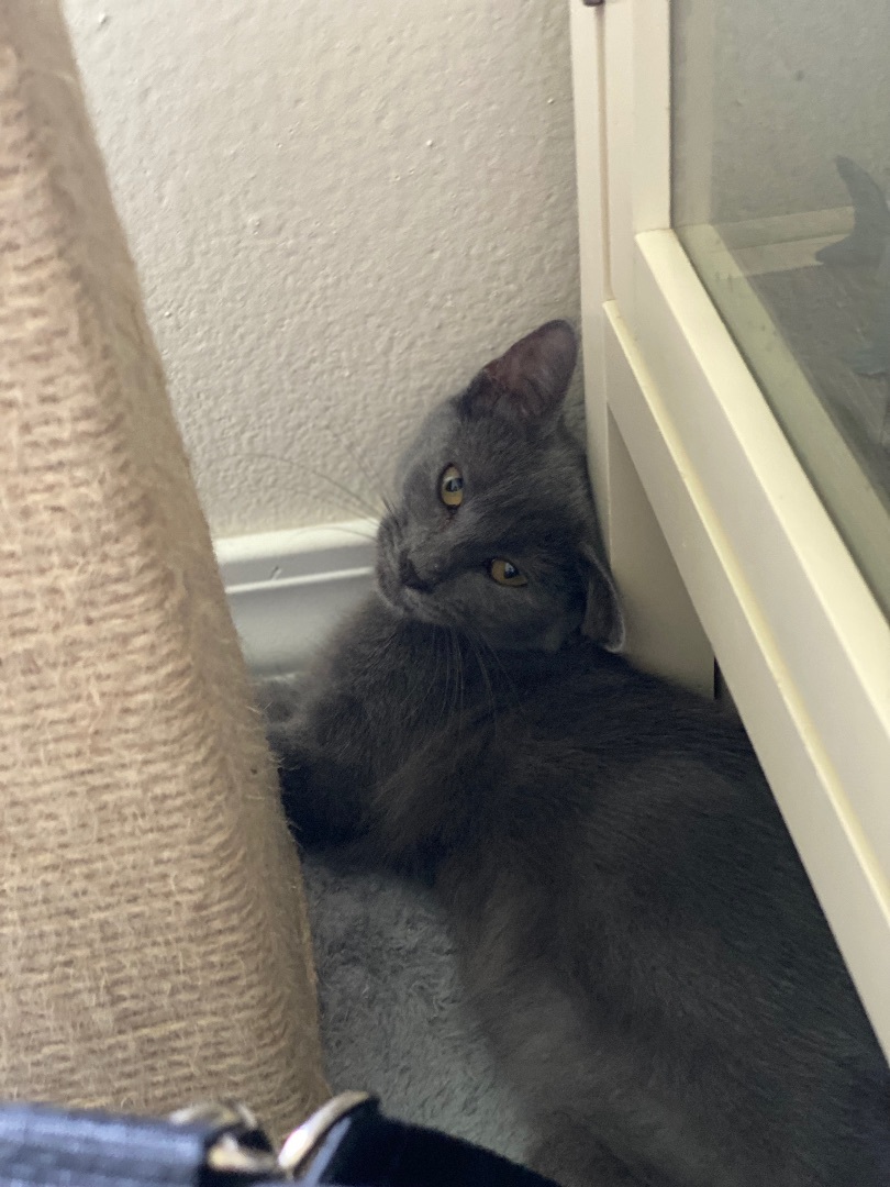 Enlarge Barnacle “Barni”, a Adopted mixed breed in Milton, FL image 2/12