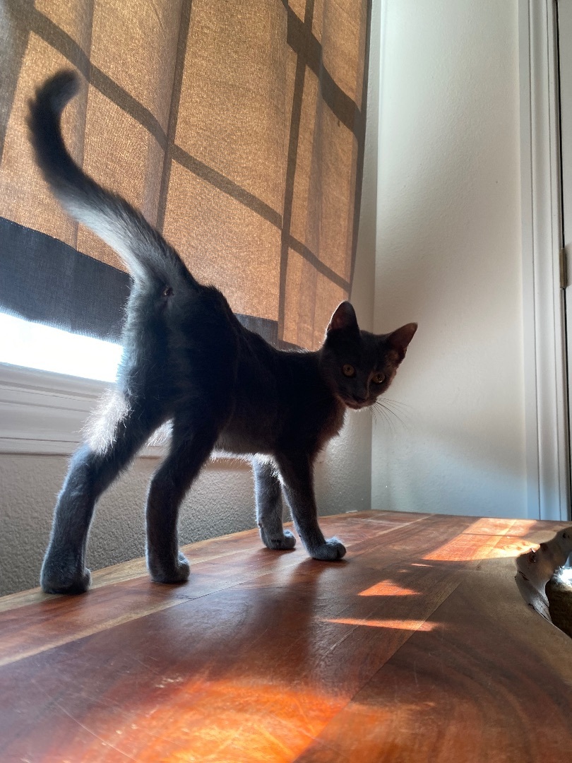 Enlarge Barnacle “Barni”, a Adopted mixed breed in Milton, FL image 3/12