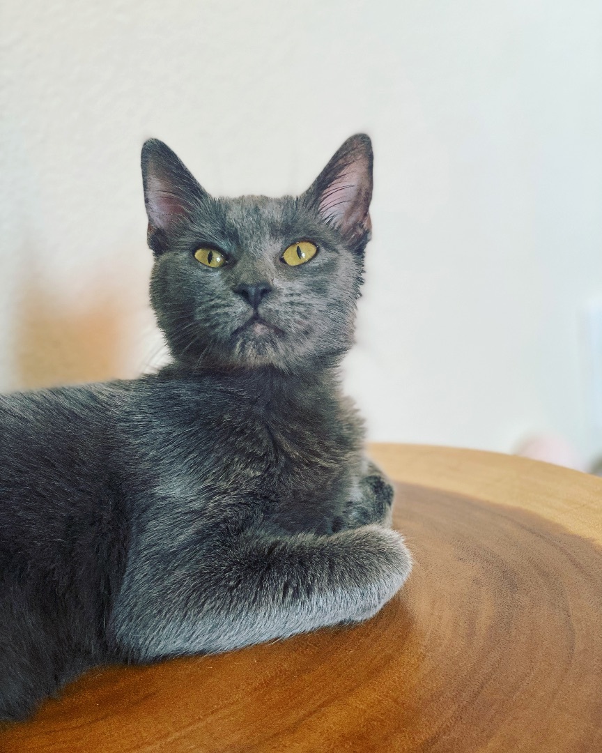 Enlarge Barnacle “Barni”, a Adopted mixed breed in Milton, FL image 4/12