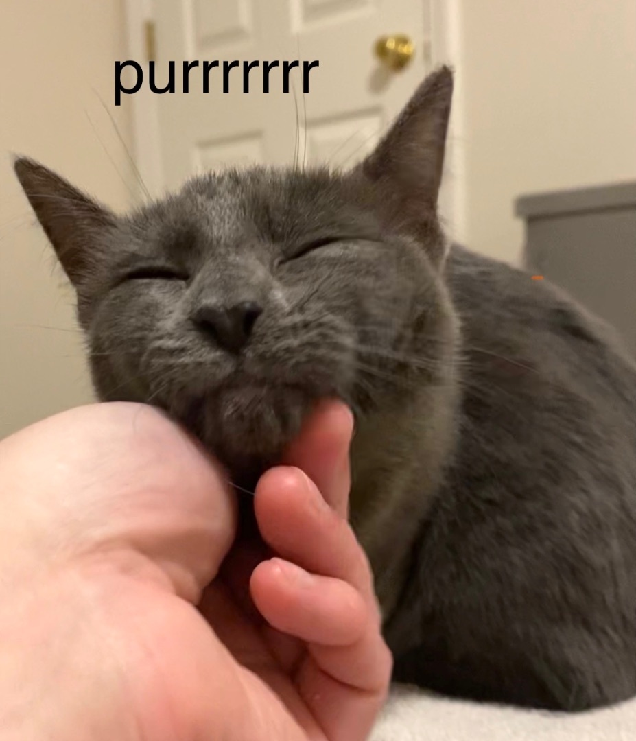 Enlarge Barnacle “Barni”, a Adopted mixed breed in Milton, FL image 5/12