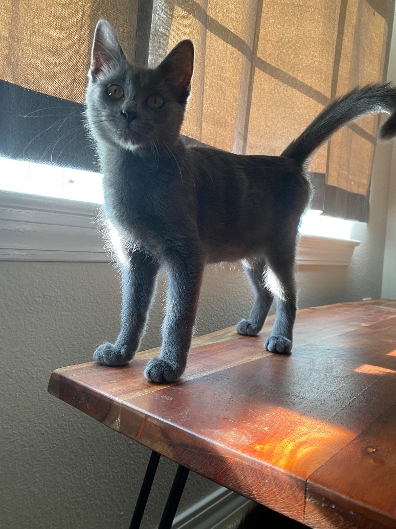 Enlarge Barnacle “Barni”, a Adopted mixed breed in Milton, FL image 6/12