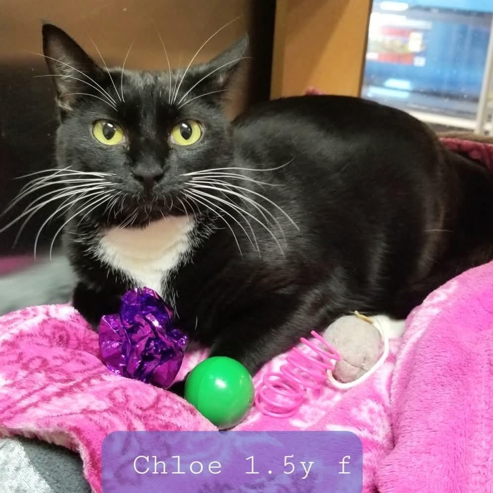 Chloe, adopted, Young Female Domestic Short Hair.