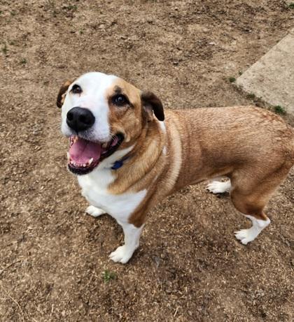 Itsamee, Senior Female Pit Bull Terrier