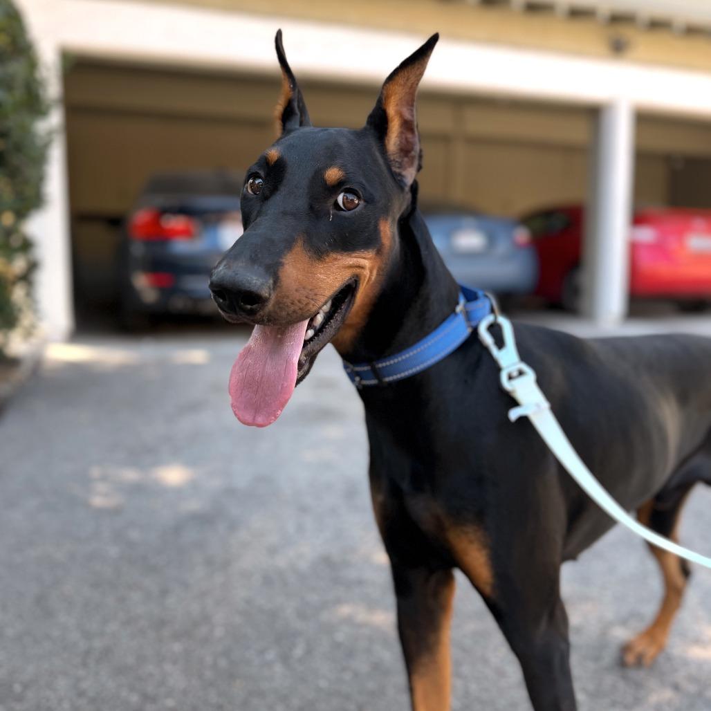 Archie, Adoptable, Adult Male Doberman Pinscher.