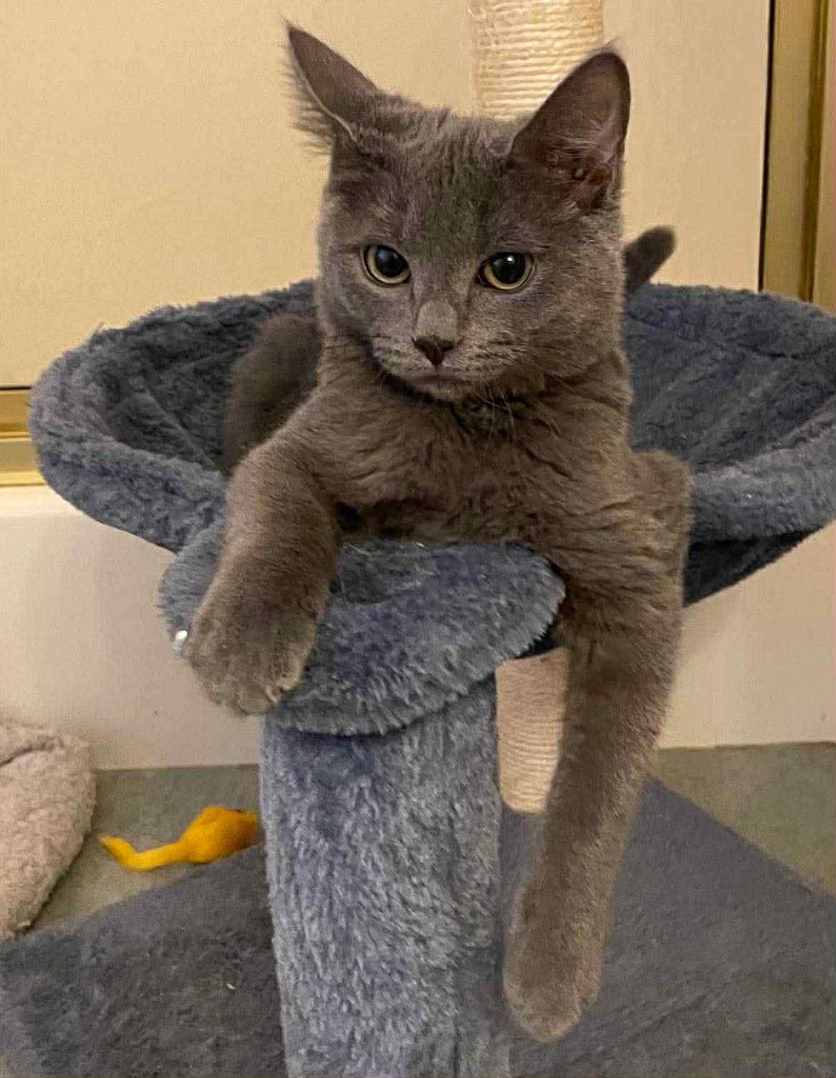 Raya, a Adopted Domestic Short Hair in Gettysburg, PA image 1/2