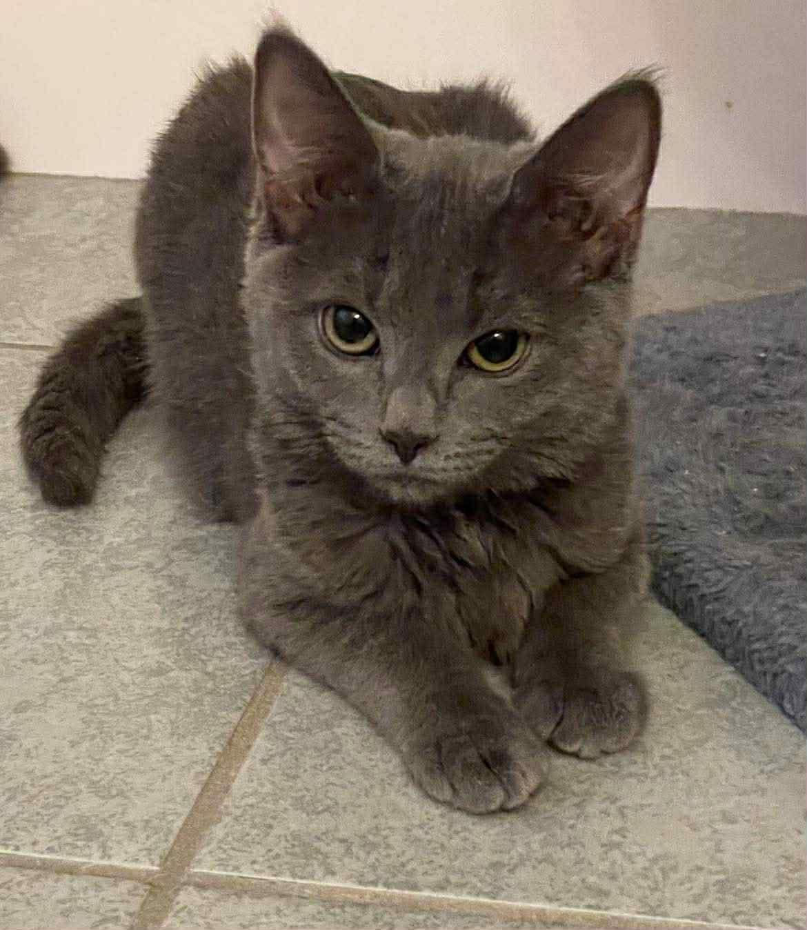 Raya, a Adopted Domestic Short Hair in Gettysburg, PA image 2/2